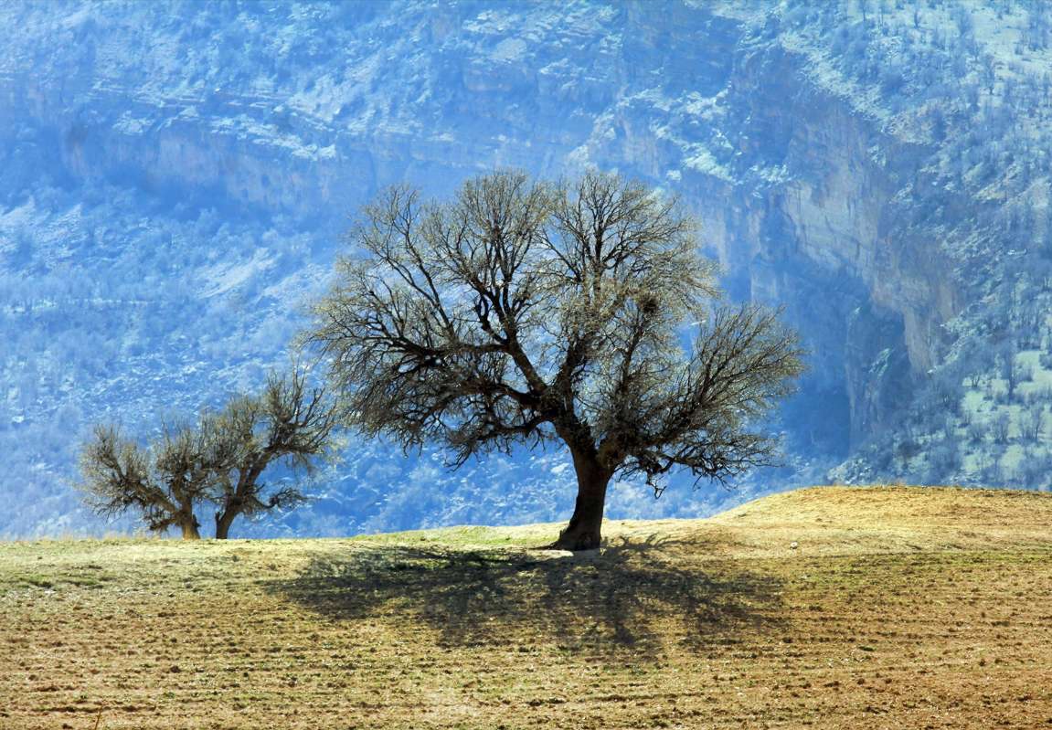 تصویر کوچک